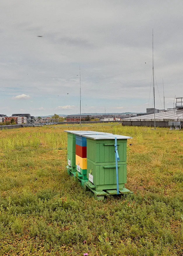 Biurowiec Diamante Plaza oraz ule na dachu, 2024-2025